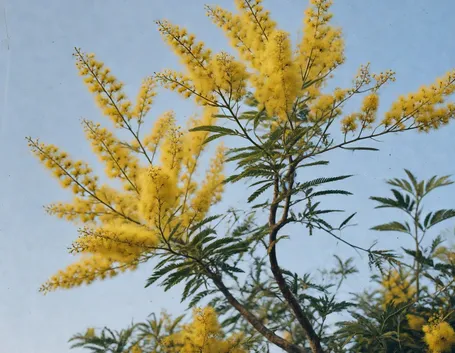 Mimosa