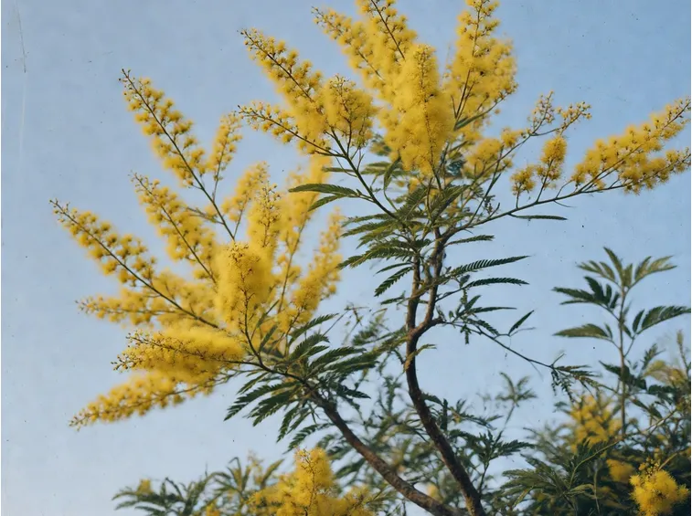 Mimosa