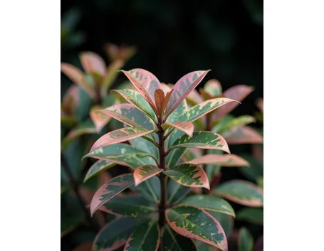 Nandina domestica