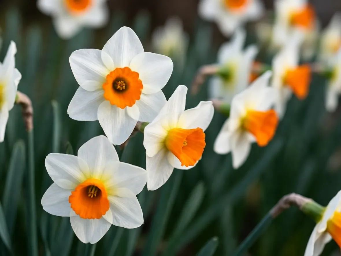 narcisi