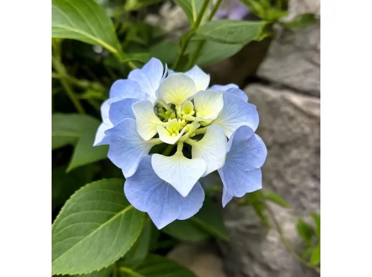 ortensia