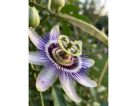 Fiore di passiflora