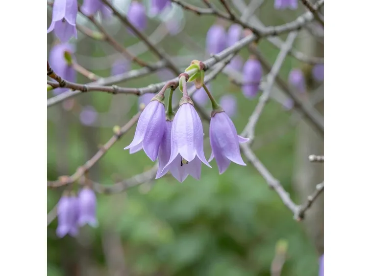 Paulownia