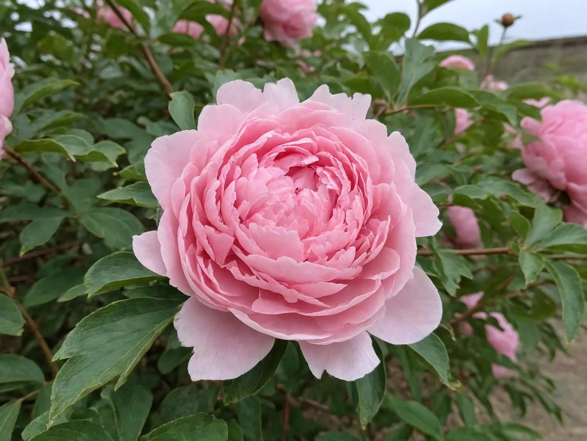 Peonia fiore