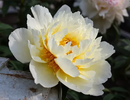 Peonia