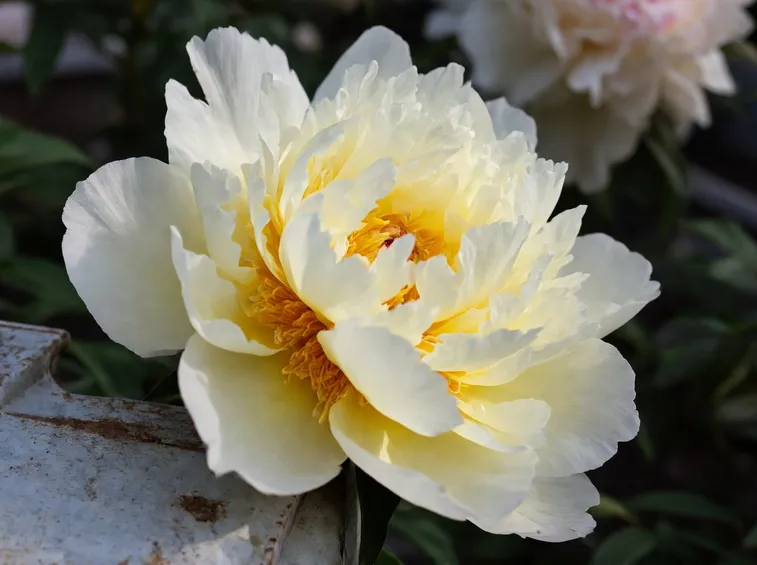 Peonia