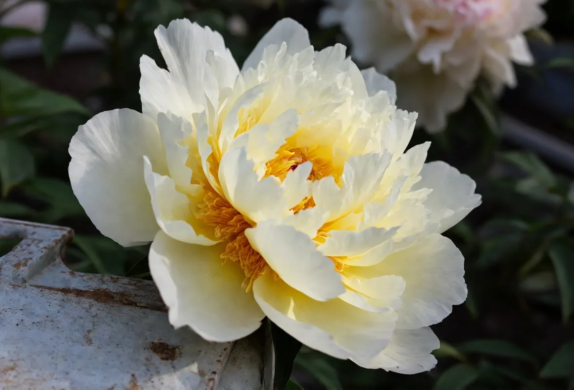 Peonia