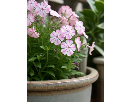phlox 