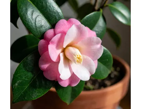 Camellia