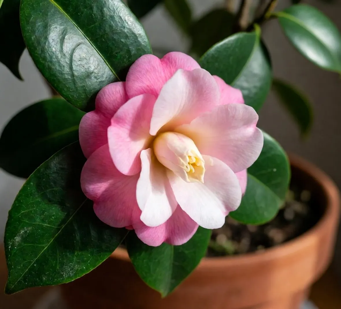 Camellia