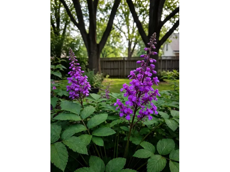 Astilbe