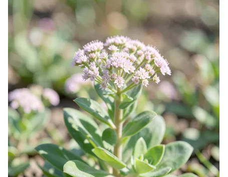 Sedum