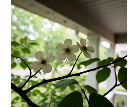 cornus florida