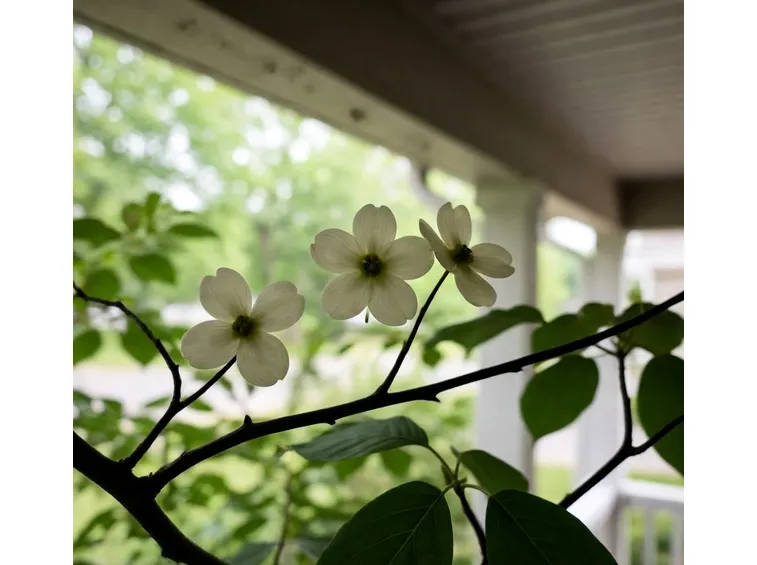 cornus florida