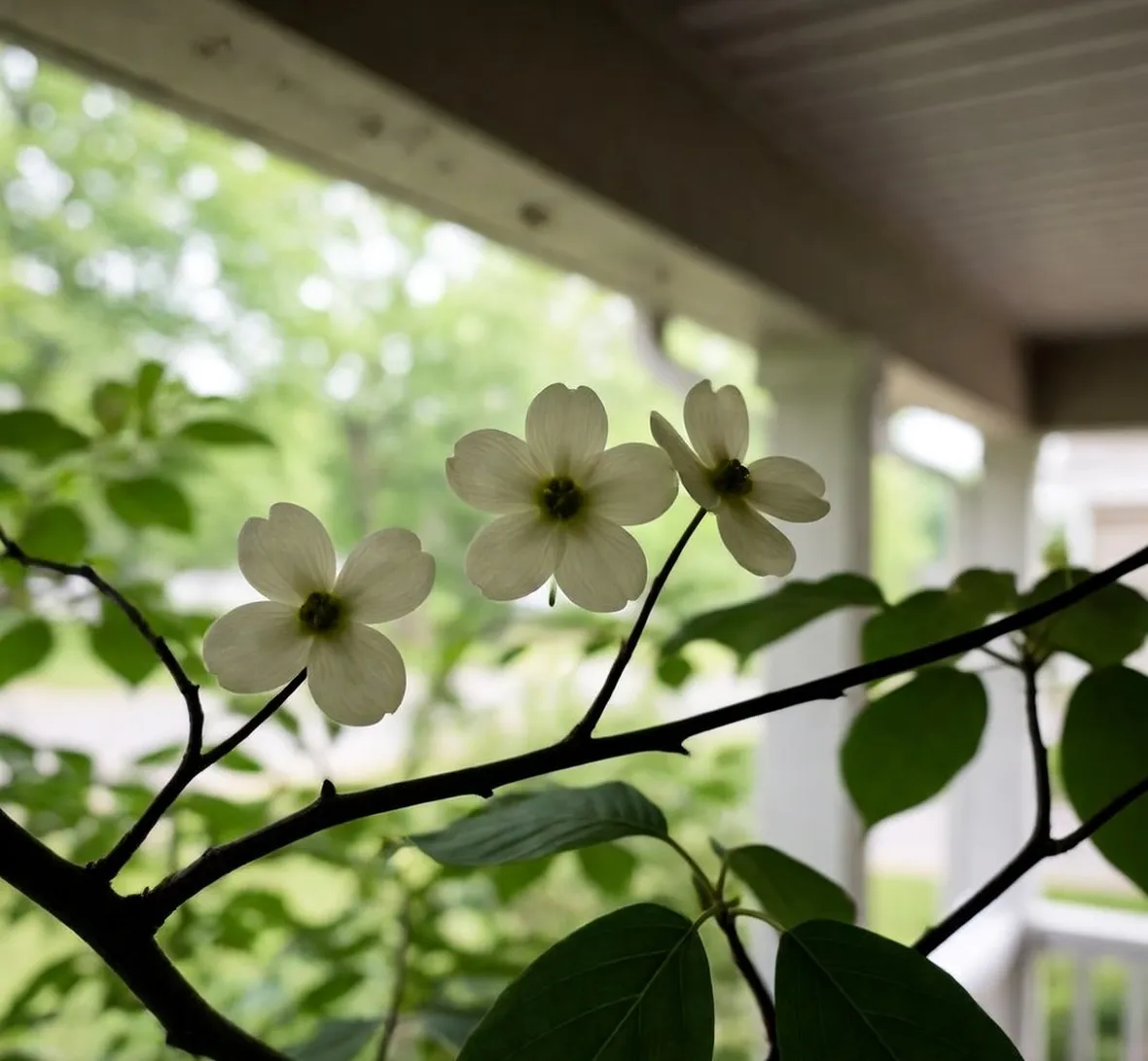 cornus florida