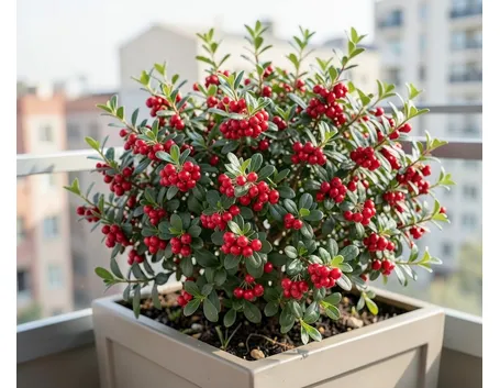 Cotoneaster