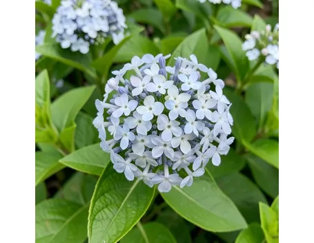 Plumbago