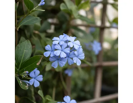 Plumbago