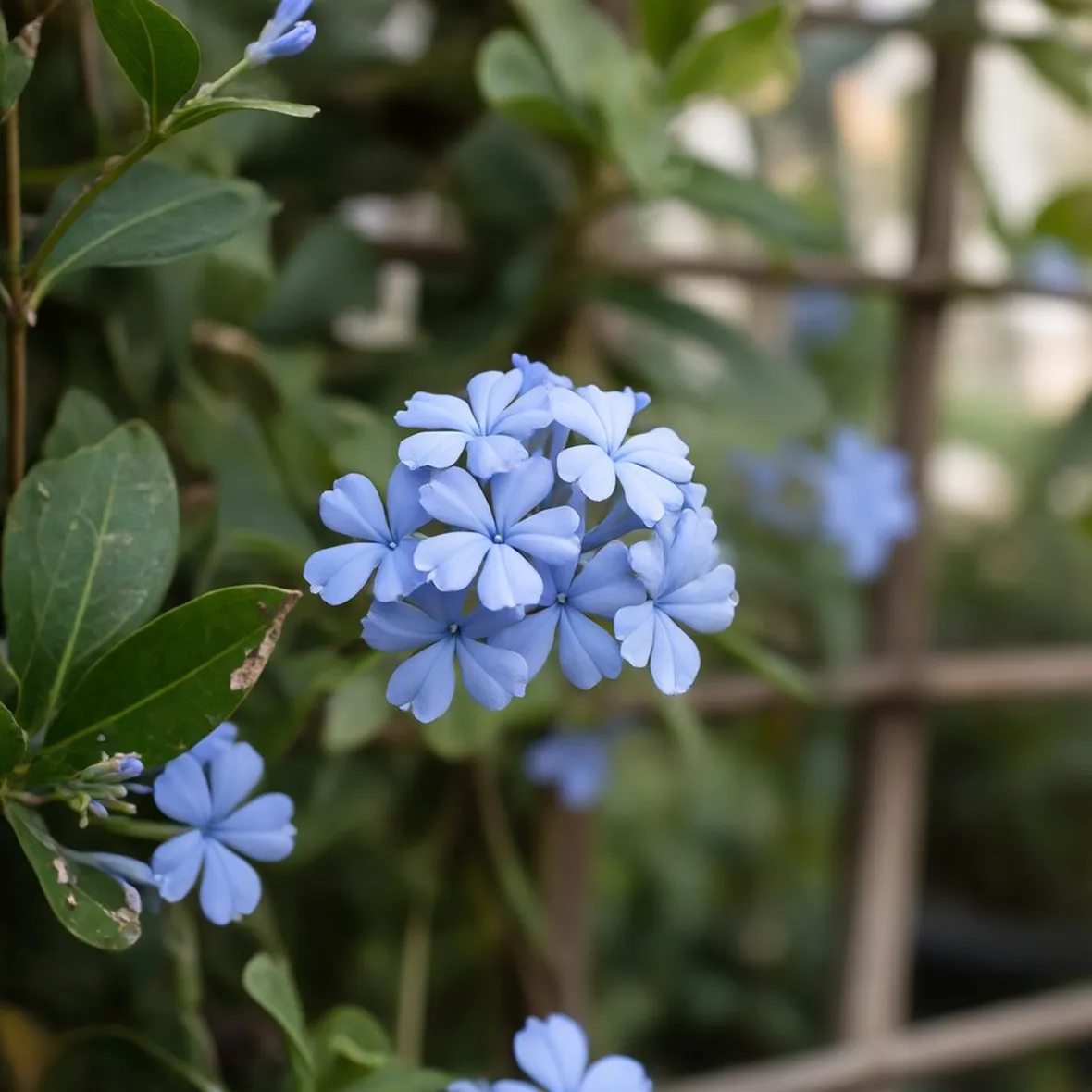 Plumbago