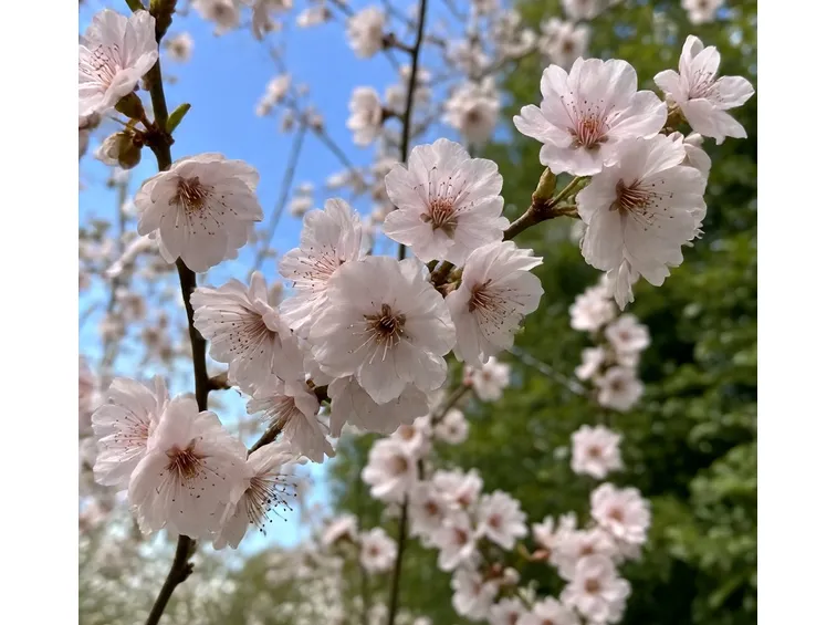 Prunus da fiore