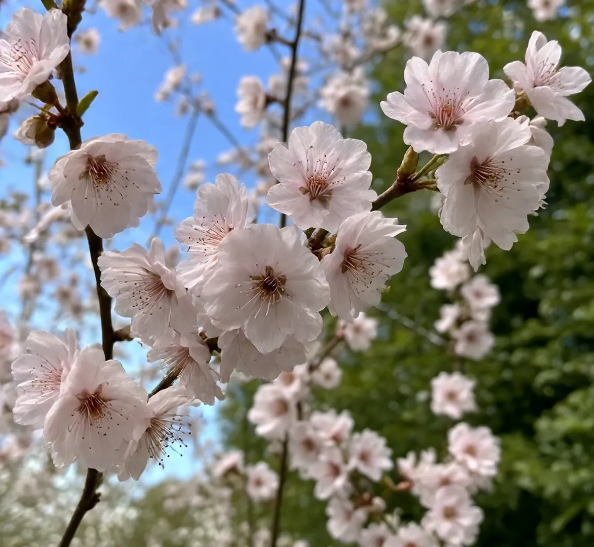 Prunus da fiore