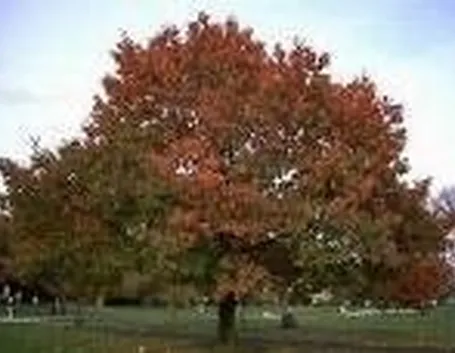quercus coccinea