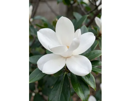 Magnolia