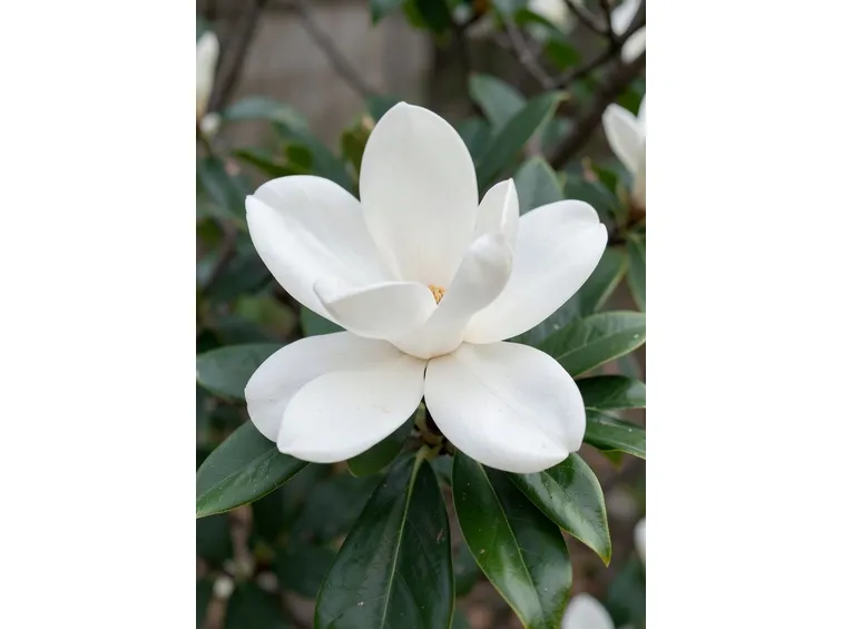 Magnolia