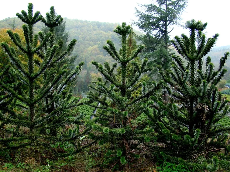 araucaria araucana