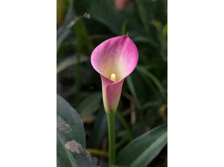 Calla rosa