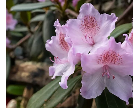 rododendro