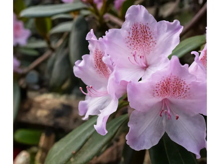 rododendro