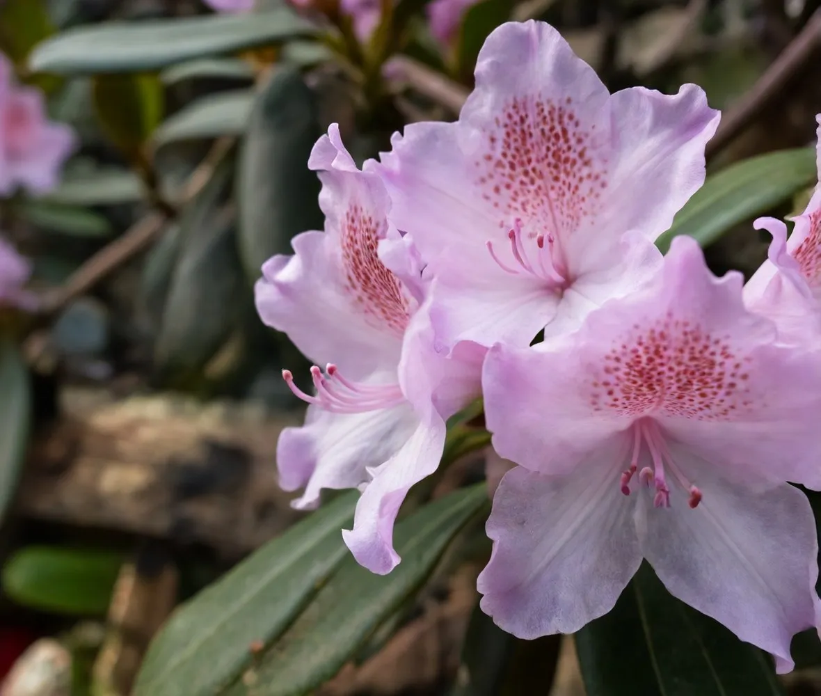 rododendro