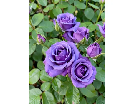 Rosa 