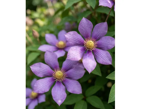 Clematis in fiore