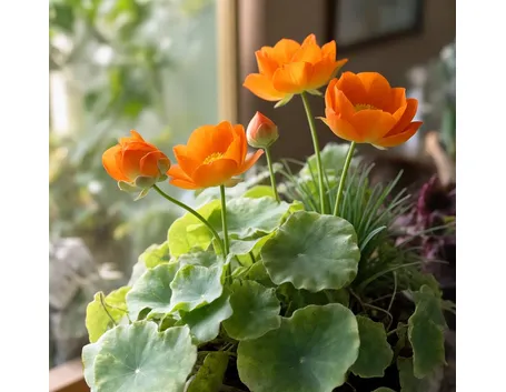 Lotus