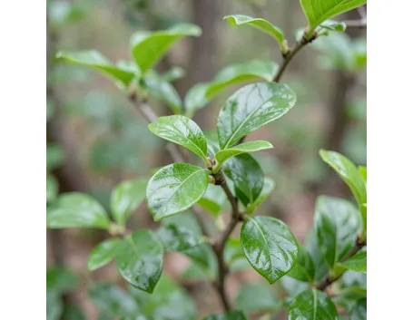 Foglie di viburno