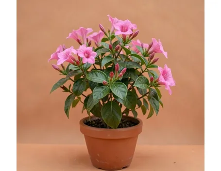 Mandevilla