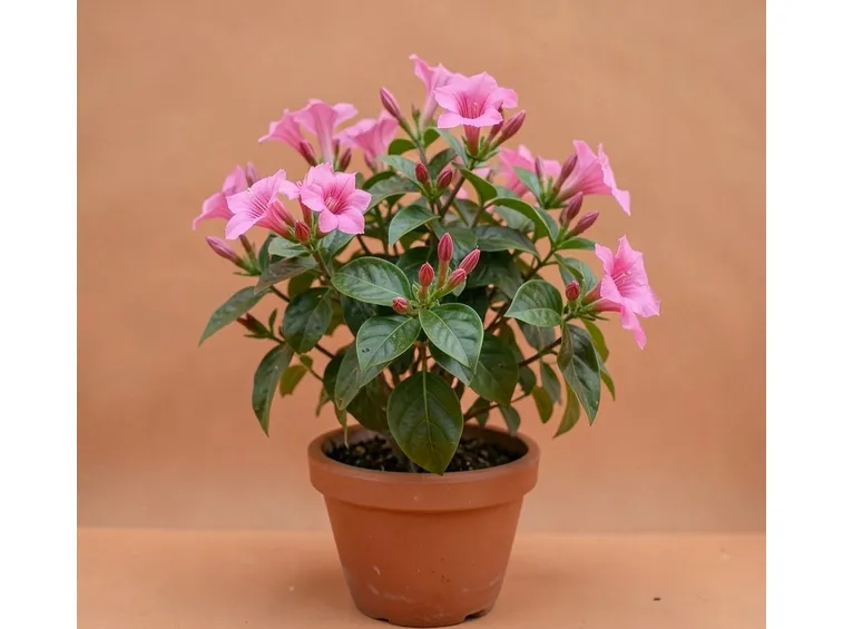 Mandevilla