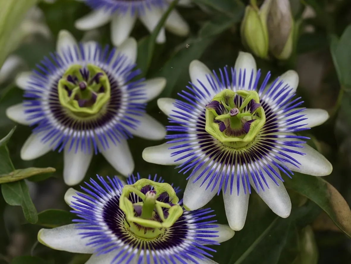 Passiflora