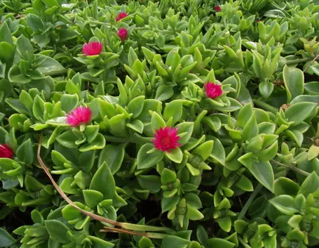 dichondra