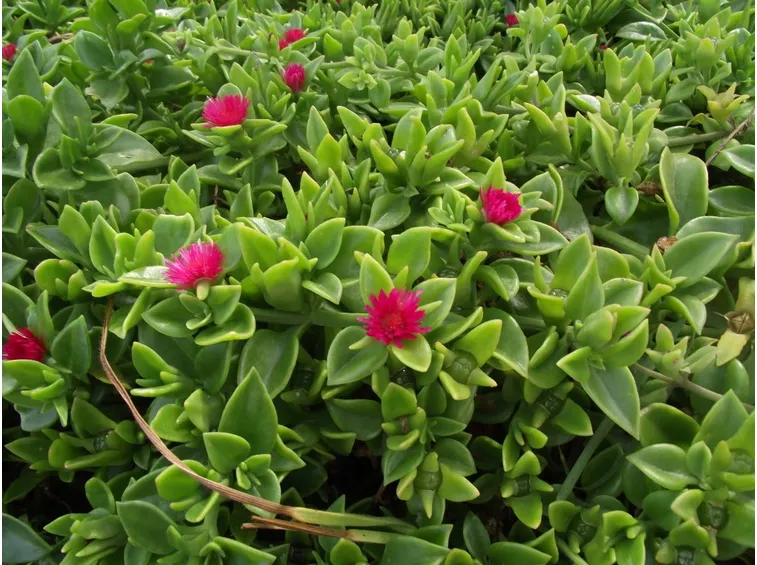 dichondra