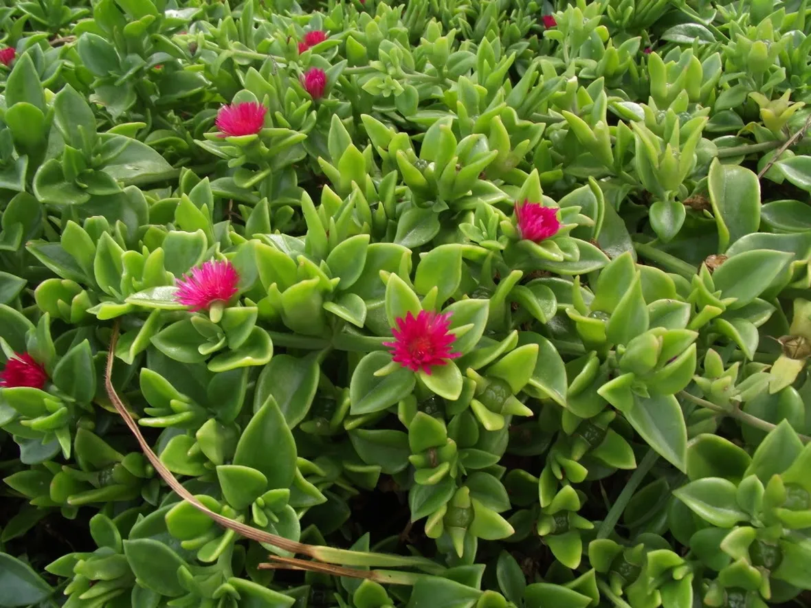 dichondra