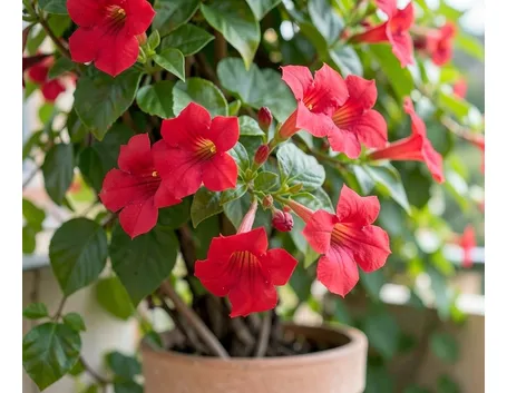 dipladenia rossa