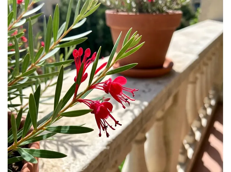 Grevillea