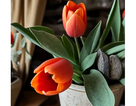 Tulipani