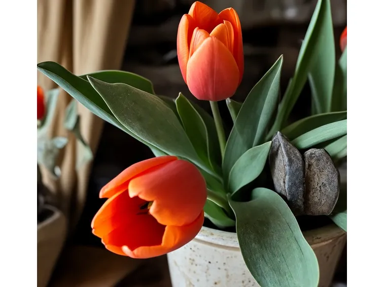 Tulipani