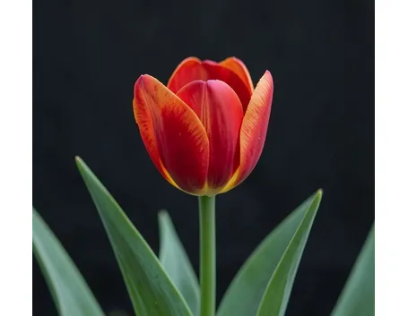 tulipano