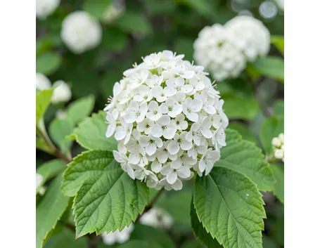 Fiori di viburno