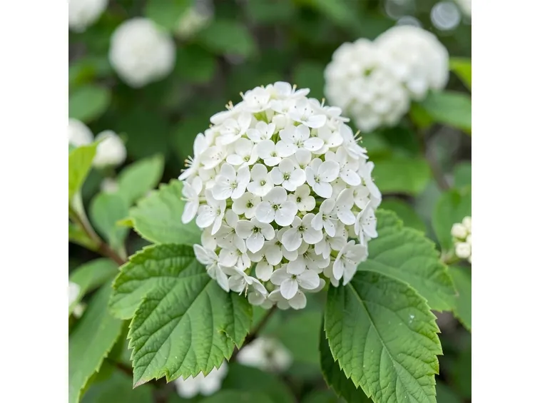 Fiori di viburno